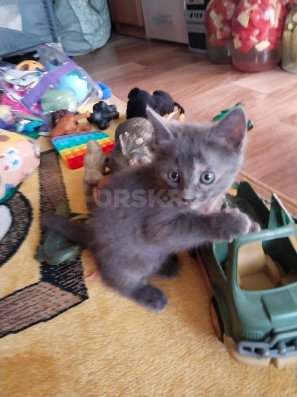 Отдам кошечку. 1,5 месяца. - Орск