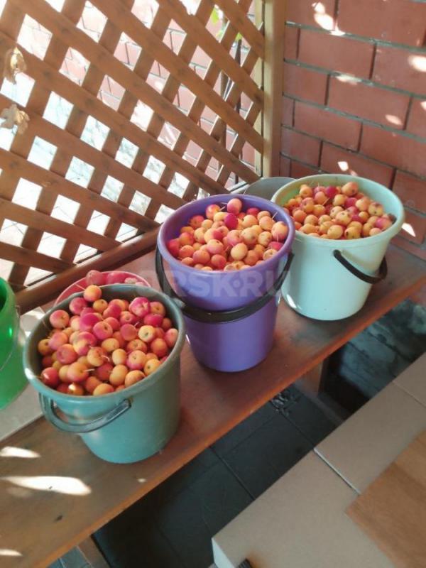 Продам сливу-спелая, вкусная для компота, варенья и др., 40 руб/кг. - Орск