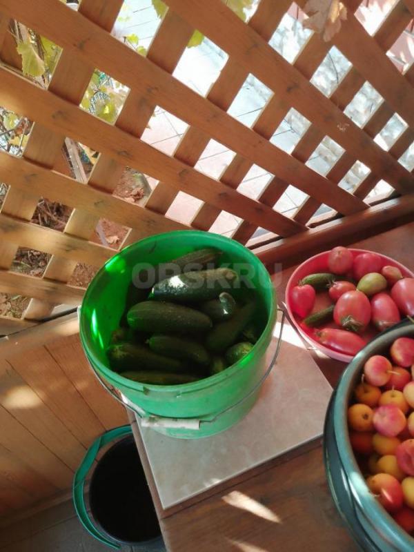 Продам сливу-спелая, вкусная для компота, варенья и др., 40 руб/кг. - Орск
