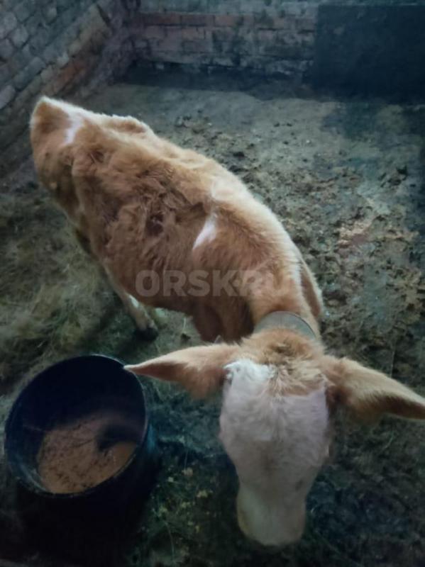 Продам корову 3 года 8 мес (сименталка) молочной породы, телка сименталка 1 год, 1 ме, обе стельные - Новотроицк