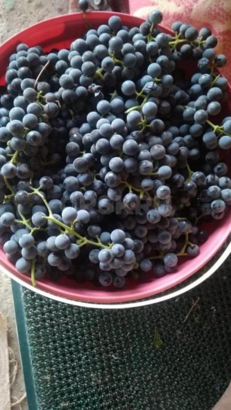 Продам виноград Изабелла 90 руб за кг, сбор по звонку - Орск