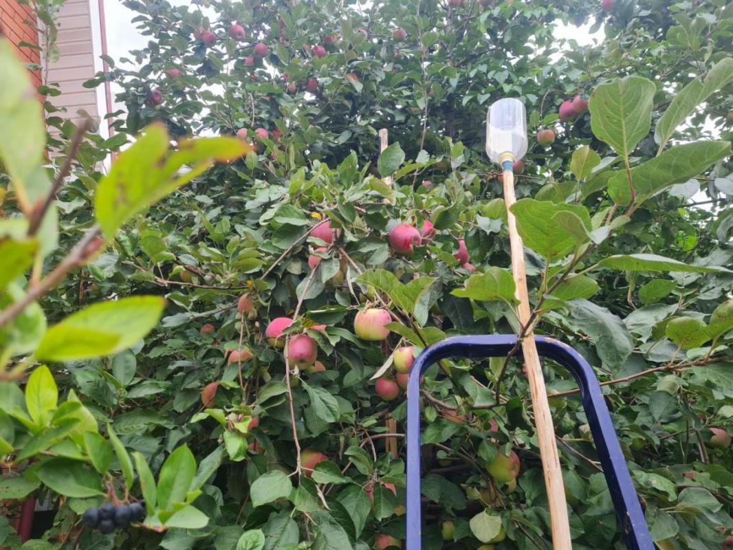 Продам саженцы яблони  &quot;Макинтош&quot;  зимний сорт, хранится до апреля. - Орск
