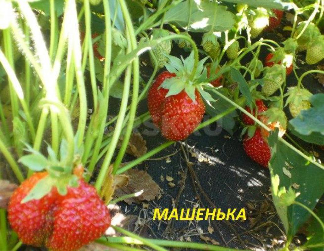 Рассада клубники:
Елизавета 2 (ремонтантная (ягоды всё лето), крупные, сладкие)

Фестивальная (яг - Орск