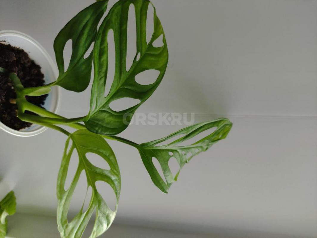 Продам монстеру манки -250р. - Орск