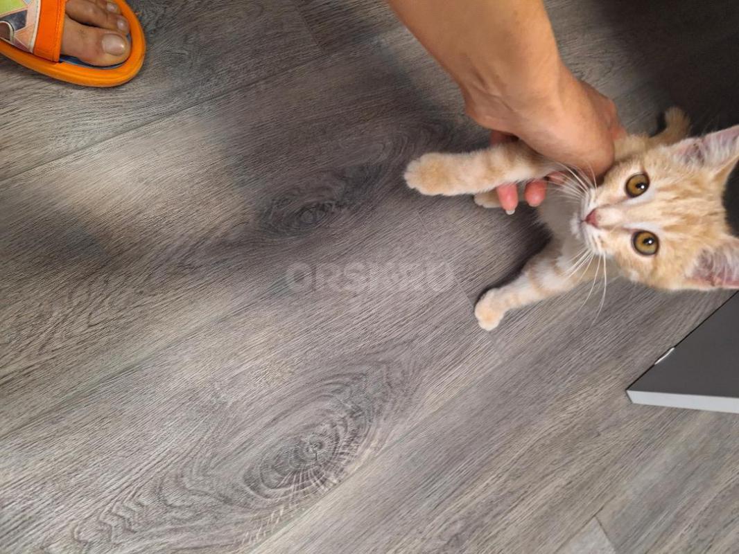 Пристраивается котик мальчик 2мес., рыжий, красавец,ласковый,разговорчивый, только в добрые и ответс - Орск