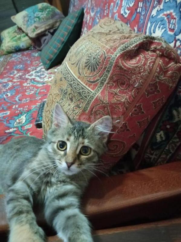 Отдам в добрые руки ласковую, игривую кошечку 3 х месяцев,к лотку приучена. - Орск