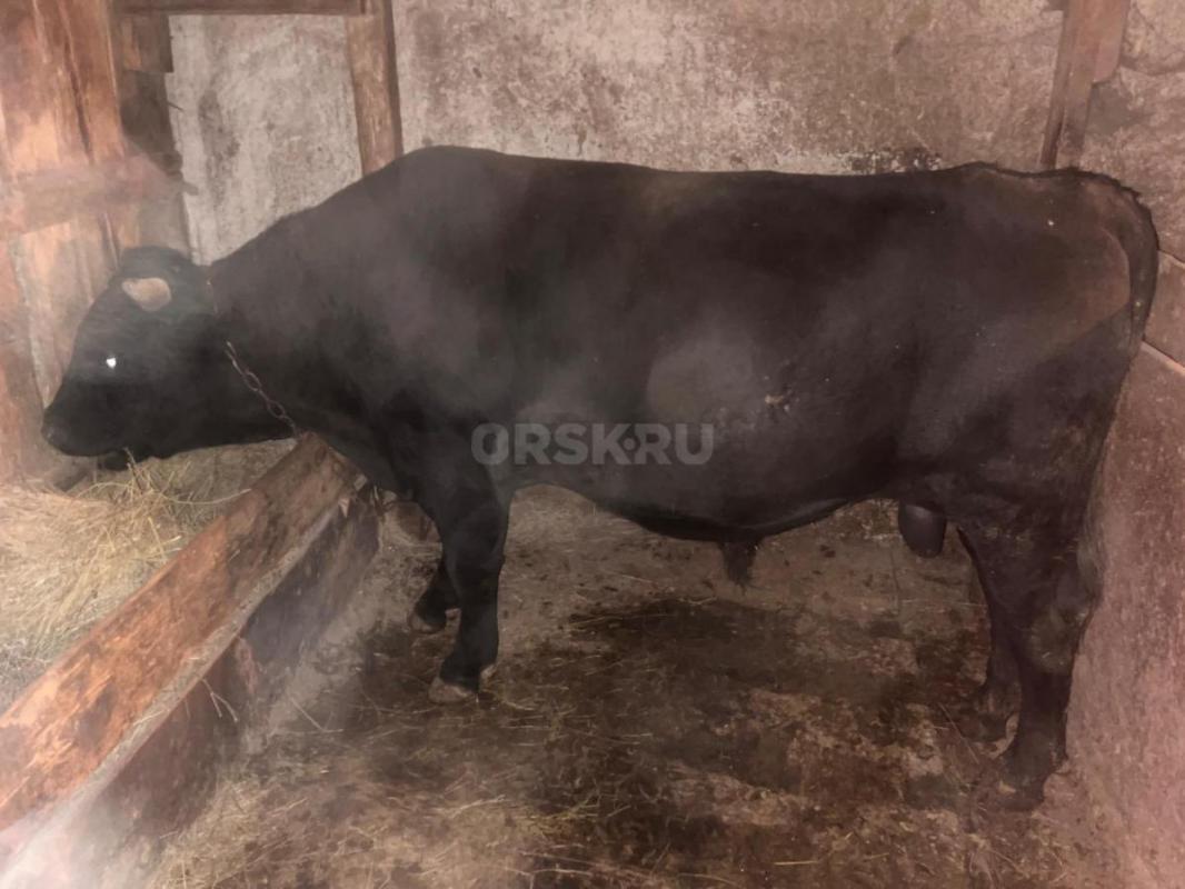 Продам быка. - Орск