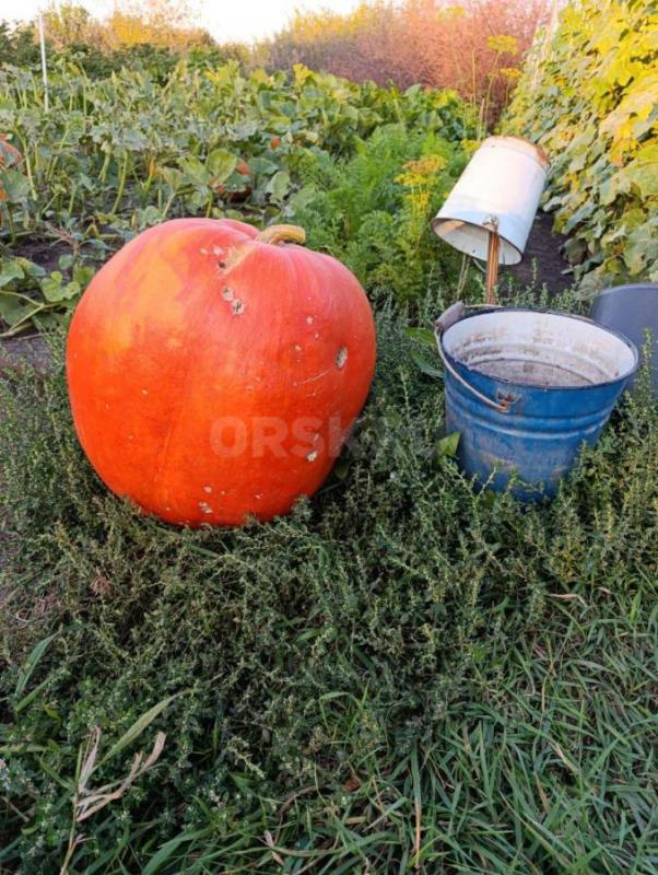 Продам тыкву, вкусная, сладкая. - Орск