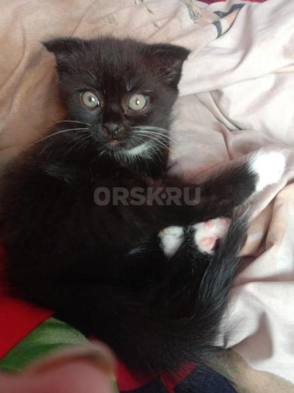 Милый котик, отдадим в добрые руки,в живую намного красивее,папа породистый,к лотку приучен,очень иг - Орск