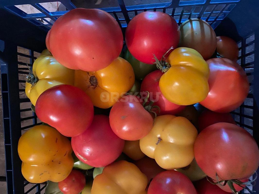 Продам домашние помидоры. 90 руб. - Орск