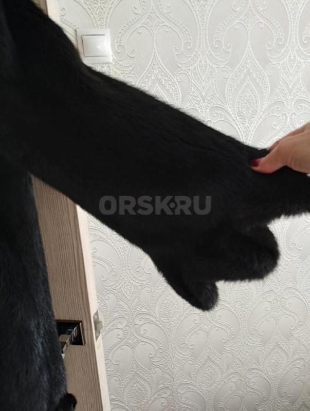 Продам женскую норковую шубу, цвет черный бриллиант, размер 46-48. - Орск