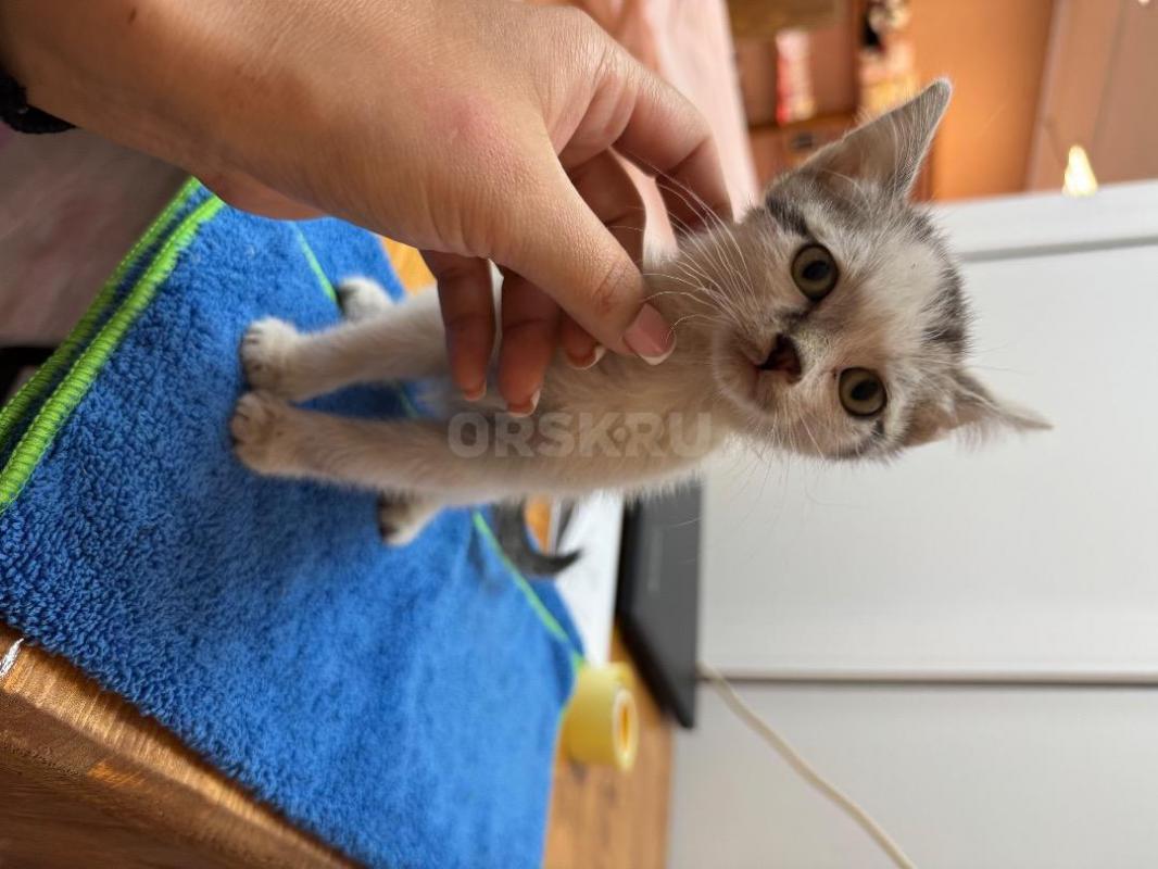 Отдам котенка, девочка, ласковая, игривая. - Орск