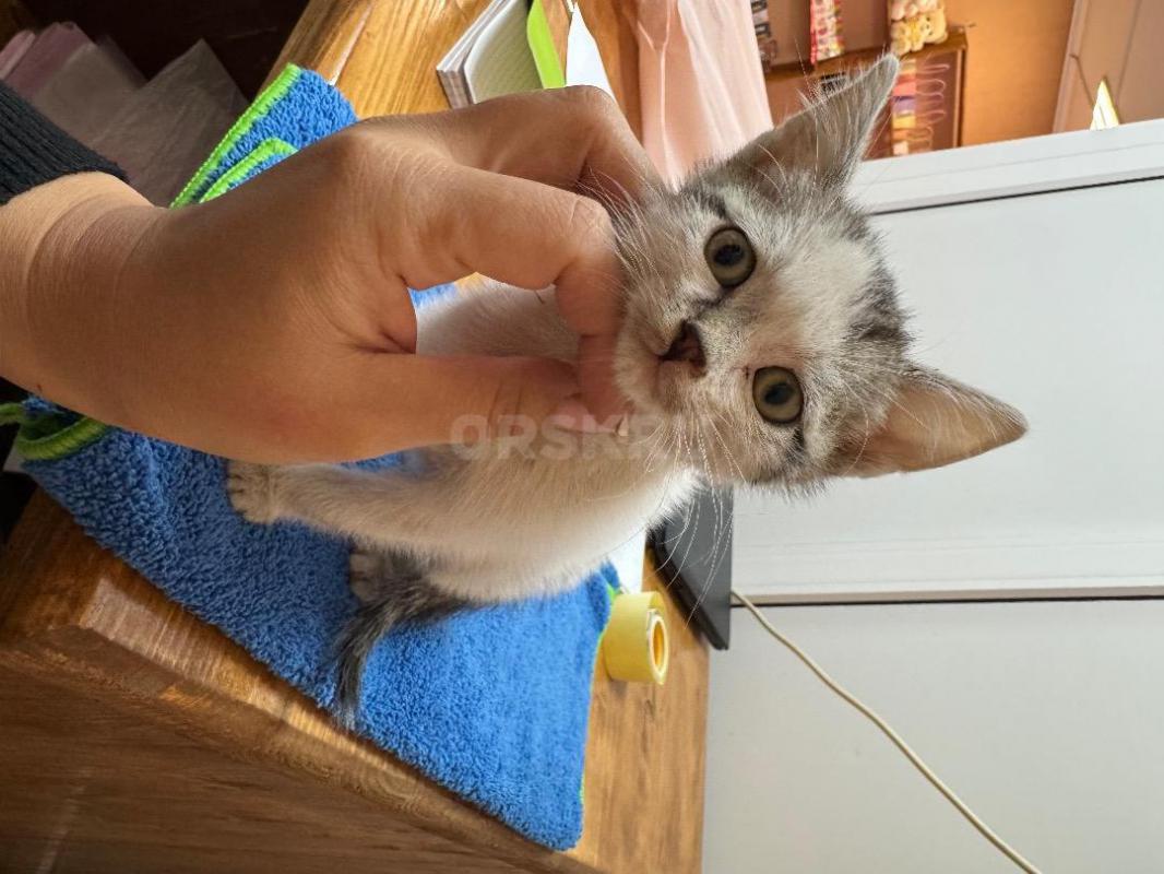 Отдам котенка, девочка, ласковая, игривая. - Орск