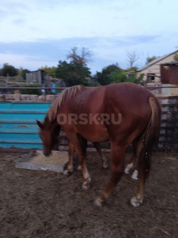 Продам жеребца. 2 года. - Орск