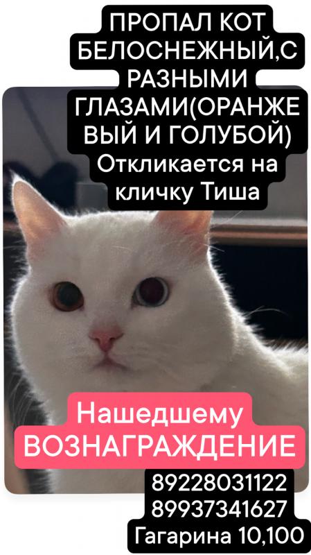 Пропал кот
НАШЕДШЕМУ ВОЗНАГРАЖДЕНИЕ! - Новотроицк