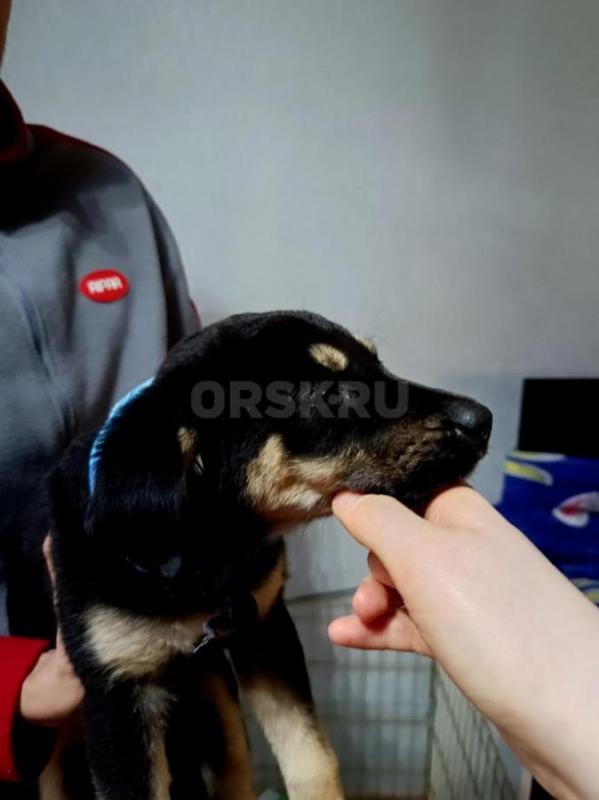 Ищет дом очаровательная черно-бежевая девочка щенок! - Орск