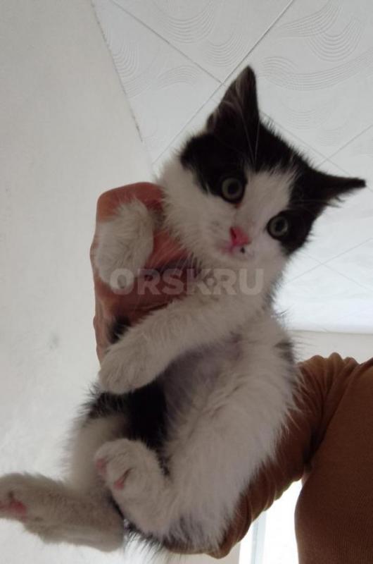 Малышей выбросили за город в котлован, их случайно обнаружила женщина, которая шла пешком с работы. - Орск