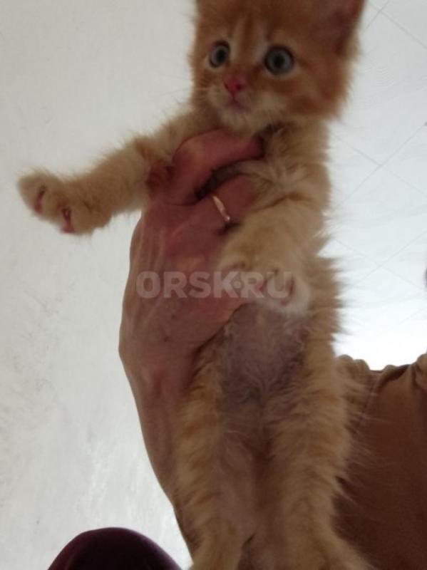 Малышей выбросили за город в котлован, их случайно обнаружила женщина, которая шла пешком с работы. - Орск