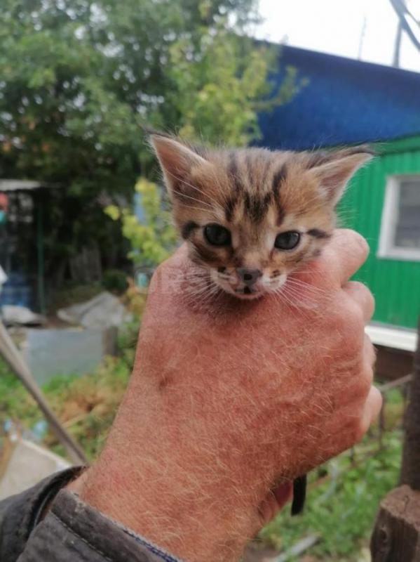 Милые котятки ищут дом. - Орск