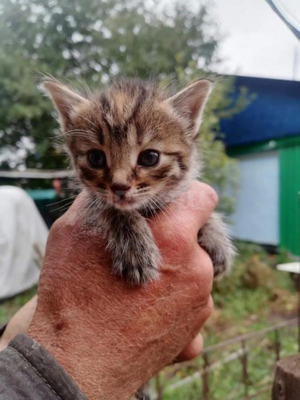 Милые котятки ищут дом. - Орск
