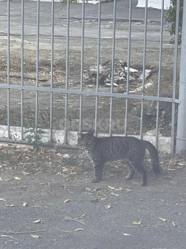 Котик очень добрый. - Орск