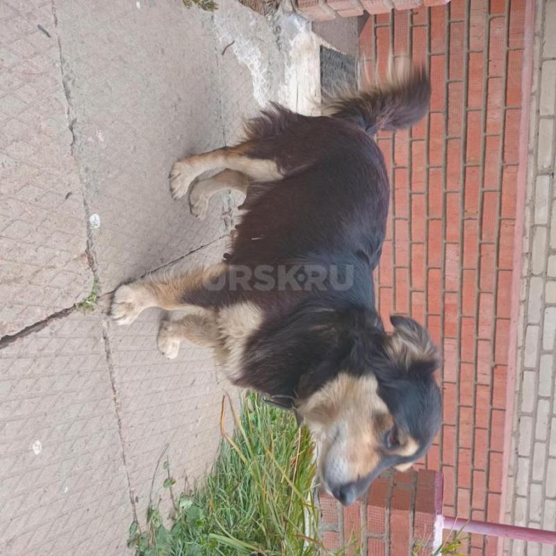 отдам двух щенков -девочек возраста 2 месяцев, смешанной породы. - Орск