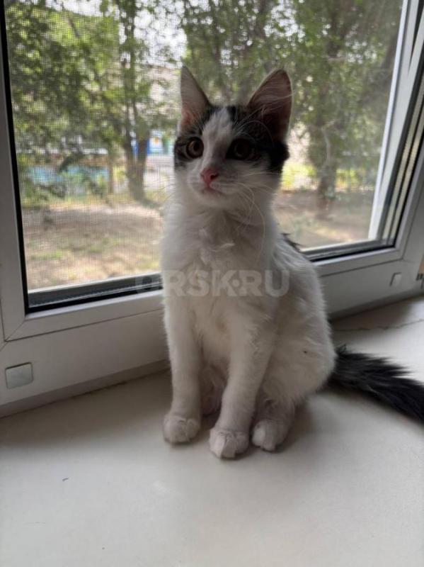 Стерильная кошечка, 4 мес. - Орск