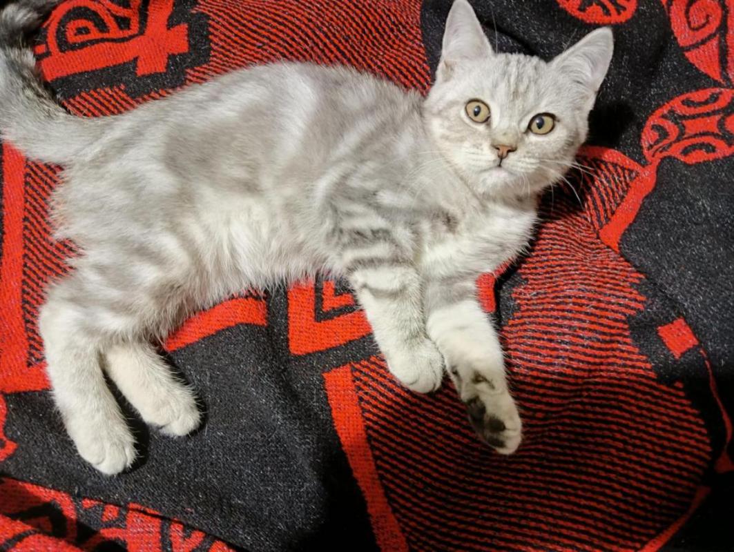 Кошечка, 3-4 мес. - Орск