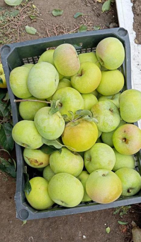 Продам яблоки, позднезимний  сорт,  вкус сорта Семеринко,для длительного хранения., район мясокомбин - Орск
