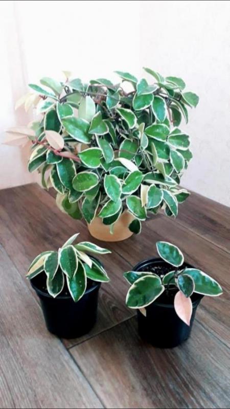 Фикус Даниэль(350₽),фикус голден моник(250₽),хойя кримсон грин(350₽),каллизия три сорта:розовая пант - Орск