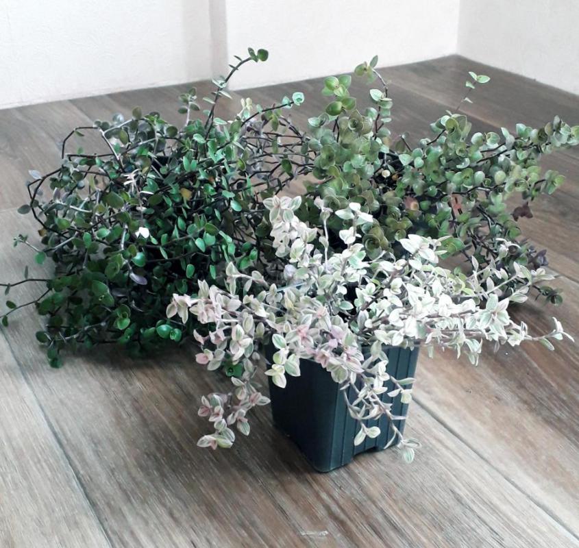 Фикус Даниэль(350₽),фикус голден моник(250₽),хойя кримсон грин(350₽),каллизия три сорта:розовая пант - Орск