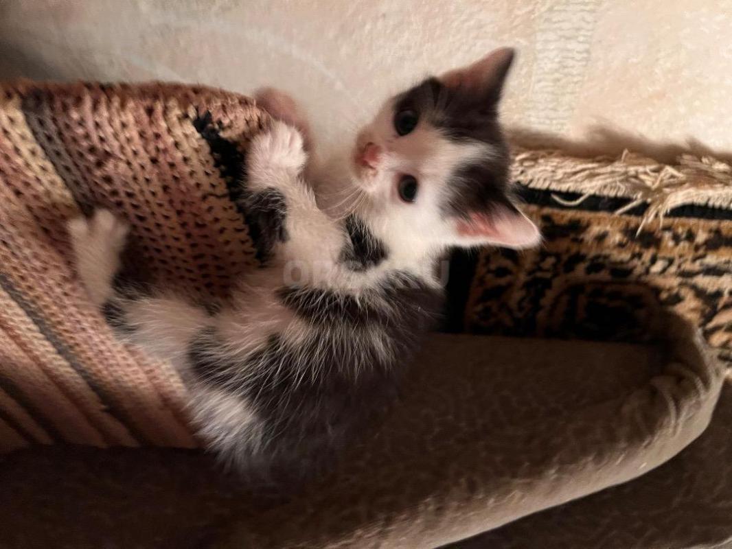 Отдам бесплатно котят от трехцветной кошки - Орск
