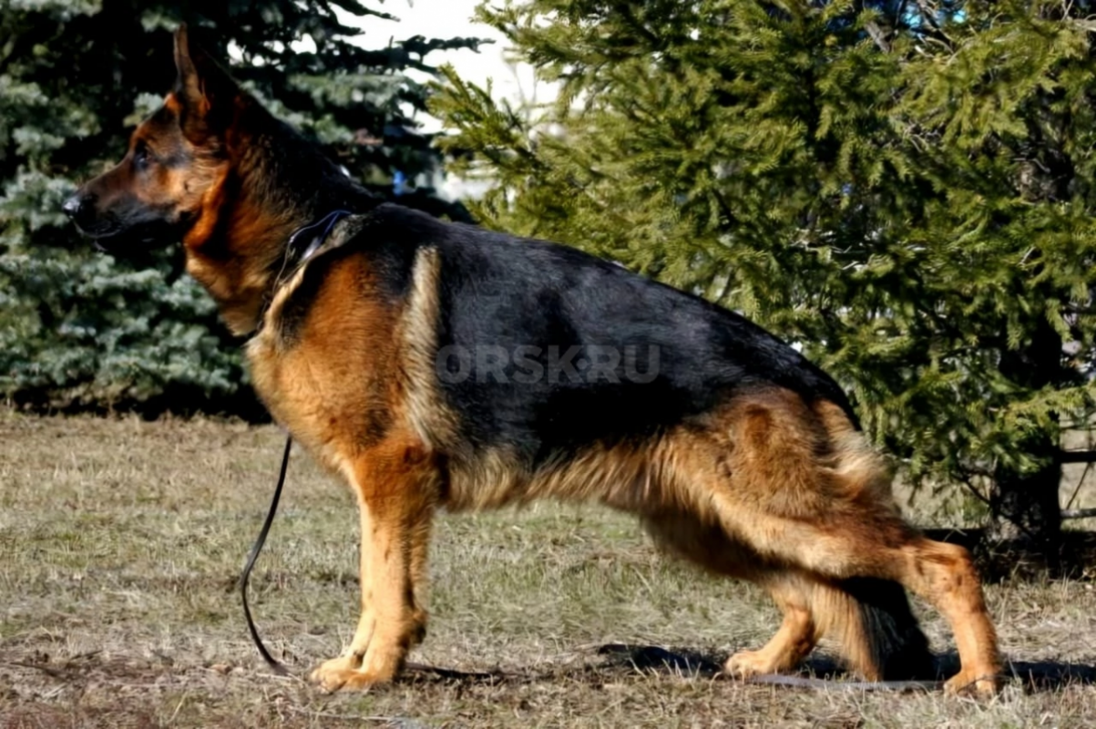 Щенки немецкой овчарки с документами РКФ. - Орск