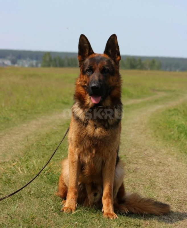 Щенки немецкой овчарки с документами РКФ. - Орск