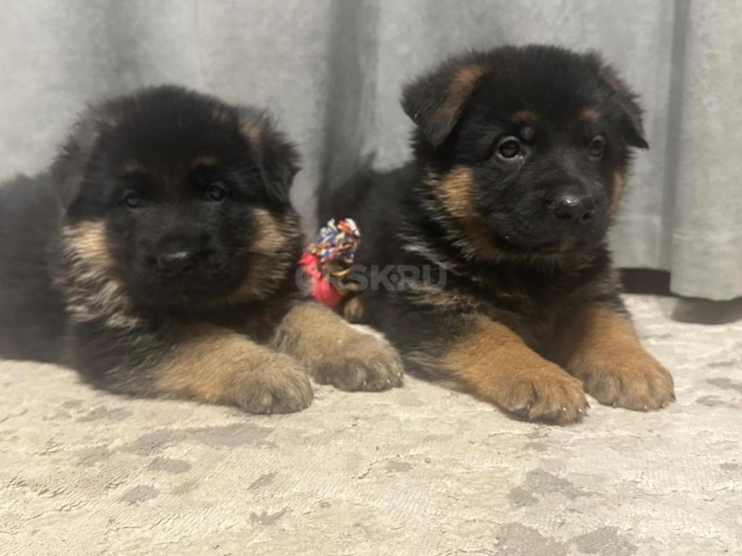Щенки немецкой овчарки с документами РКФ. - Орск