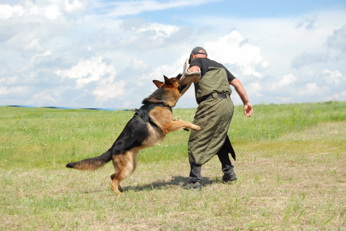 Щенки немецкой овчарки с документами РКФ. - Орск