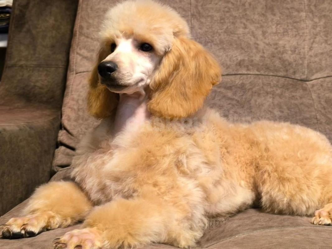 Подрощенный щенок миниатюрного пуделя
Окрас: абрикос
Рост в холке 34
Прикус идеальный
Перспектив - Орск