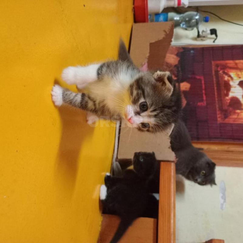 отдам нуждающимся в любви  и утешении ласковых симпатичных котят 1,5 месяца Мать- шотландская серая - Орск