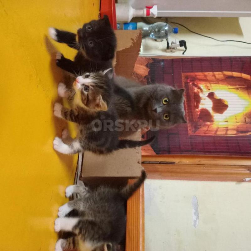 отдам нуждающимся в любви  и утешении ласковых симпатичных котят 1,5 месяца Мать- шотландская серая - Орск