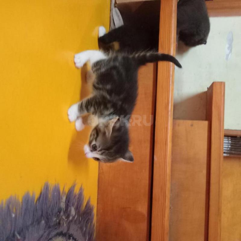 отдам нуждающимся в любви  и утешении ласковых симпатичных котят 1,5 месяца Мать- шотландская серая - Орск