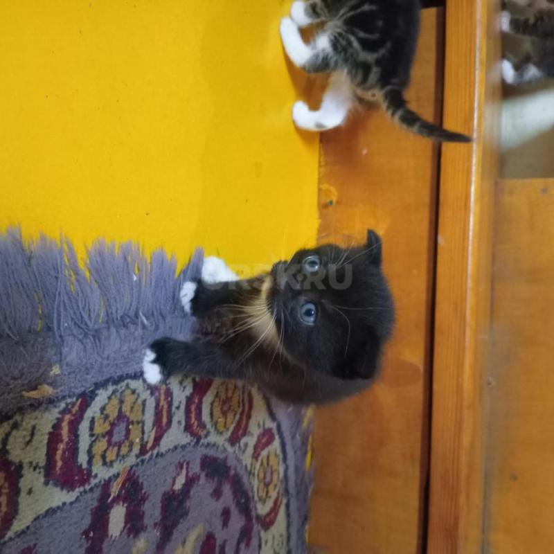 отдам нуждающимся в любви  и утешении ласковых симпатичных котят 1,5 месяца Мать- шотландская серая - Орск