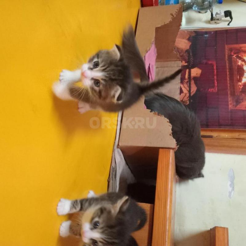 отдам нуждающимся в любви  и утешении ласковых симпатичных котят 1,5 месяца Мать- шотландская серая - Орск