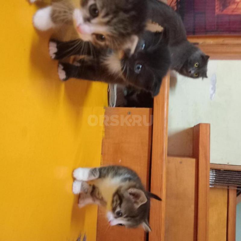 отдам нуждающимся в любви  и утешении ласковых симпатичных котят 1,5 месяца Мать- шотландская серая - Орск