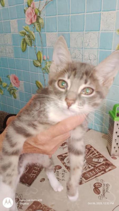 Котята в добрые руки. - Орск