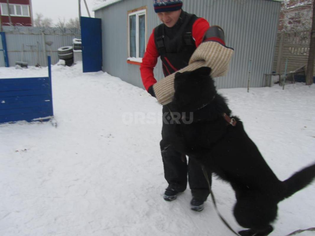 Продам щенков от чистокровных Немецких овчарок. - Орск