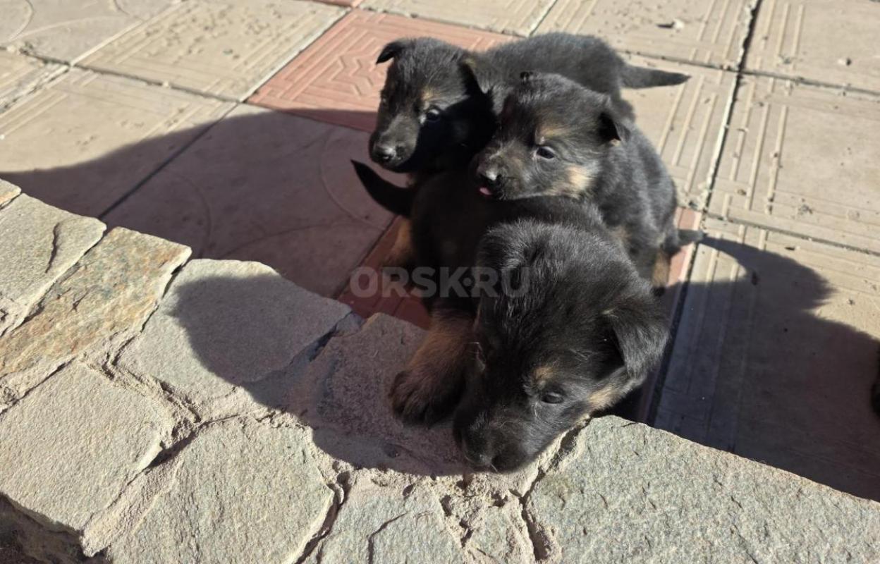Продам щенков от чистокровных Немецких овчарок. - Орск