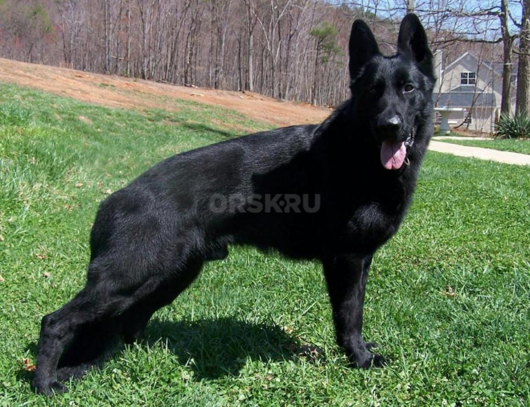 Продам щенков от чистокровных Немецких овчарок. - Орск