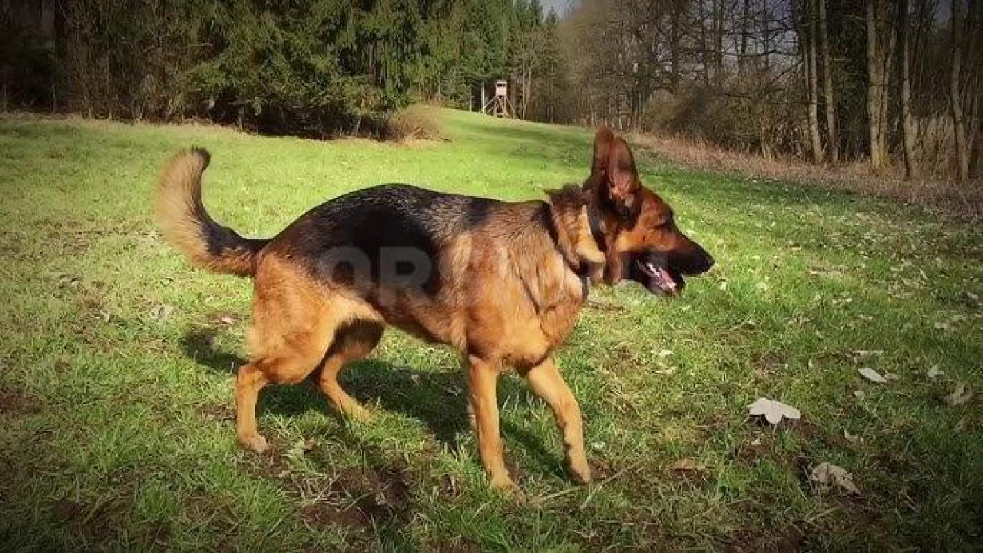 Продам щенков от чистокровных Немецких овчарок. - Орск