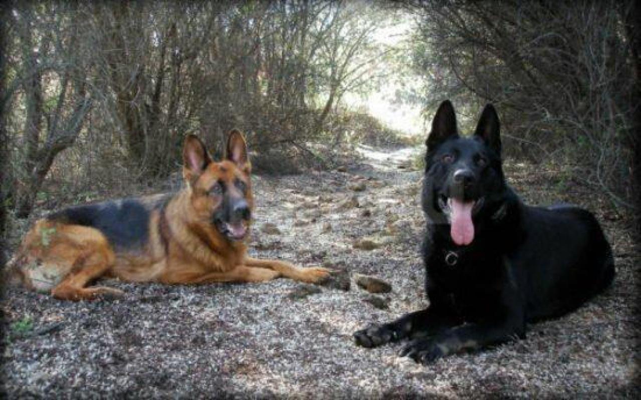 Продам щенков от чистокровных Немецких овчарок. - Орск