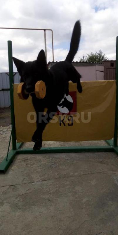 Продам щенков от чистокровных Немецких овчарок. - Орск